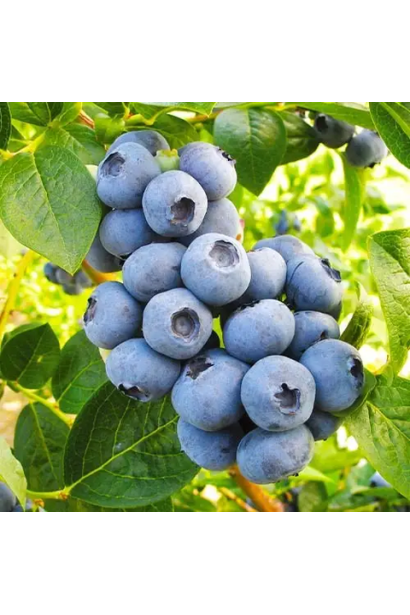 Торф’яний субстрат (кислий) для лохини